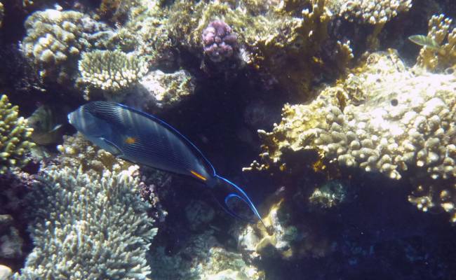 I Hurghada nabízí pestrý podmořský život
