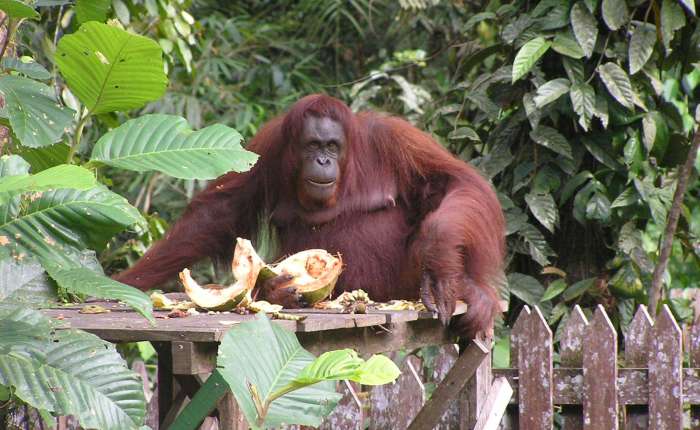 To nejlepší z Malajsie? Přijeďte na Borneo, poslední místo na světě, kde mají orangutani klid 1300w