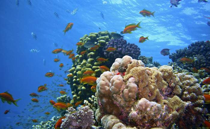 Korálové útesy v Egyptě: Krásy pod hladinou a jejich formace 1300w