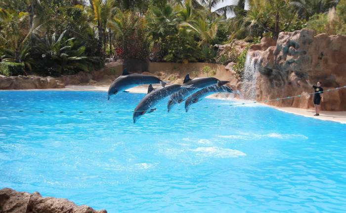 Bazén pro delfíny v Loro Parque